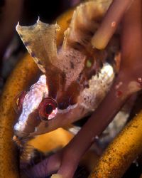 Island Kelpfish, hiding in kelp holdfast--San Miguel Isla... by Andrew Dawson 